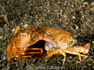 Crab molting its old shell.
Canon S90 dual inon strobes by Jackie Campbell 